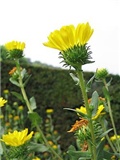 grindelia robusta